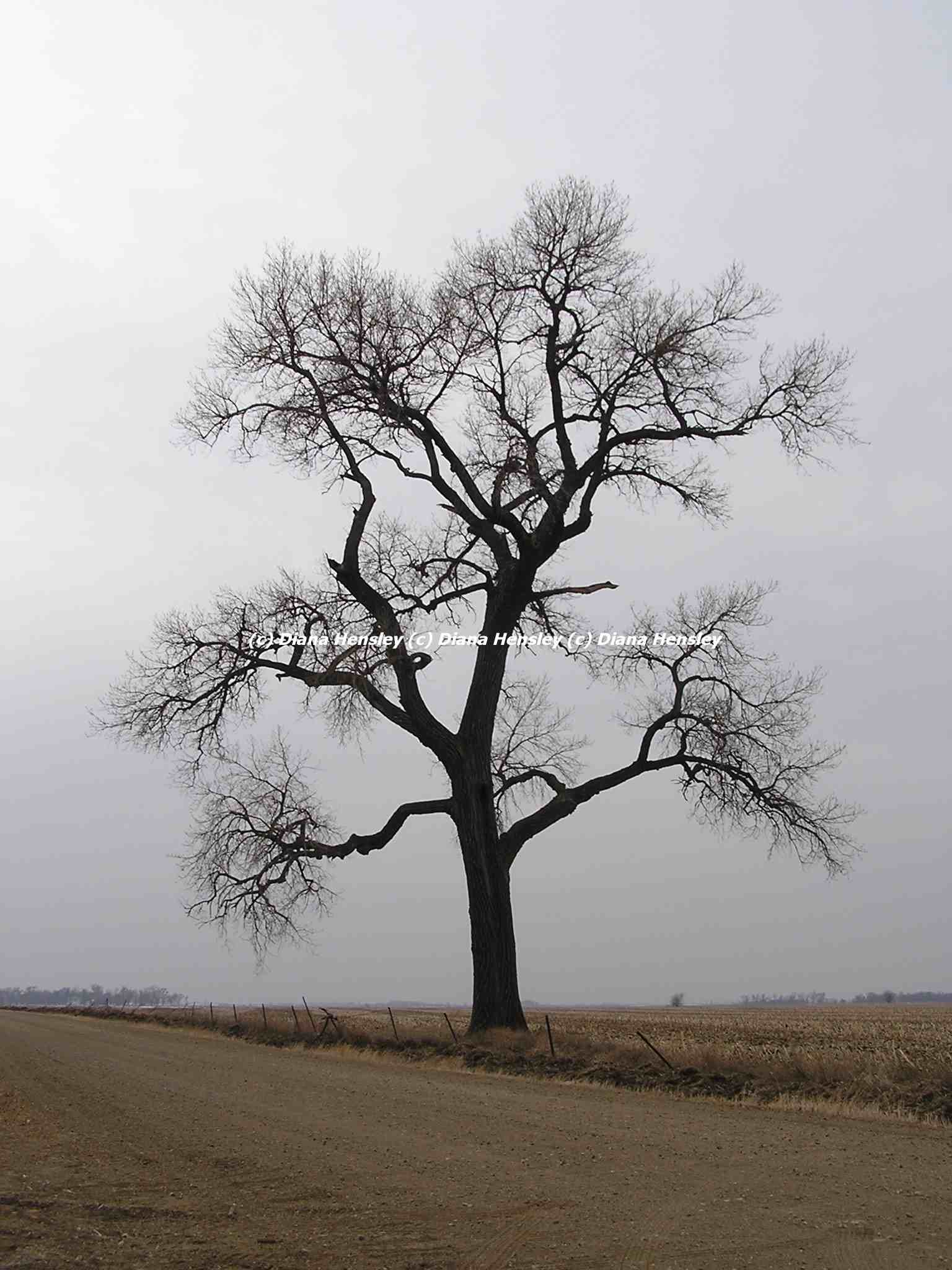 Lone Tree 2004